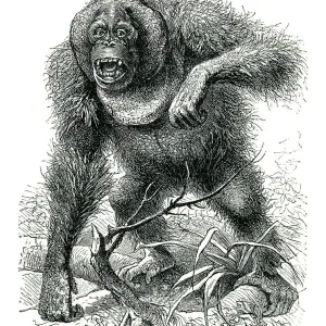 Male orangutan furious drawing 1898 Male orangutan furious drawing 1898