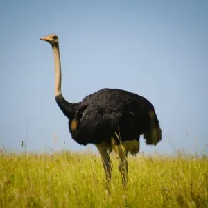 Ostrica Maschio Ostrica Maschio