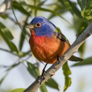 Male Painted Bunting Male Painted Bunting