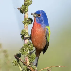 Male Painted Bunting Male Painted Bunting