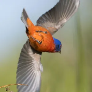 Male Painted Bunting Male Painted Bunting