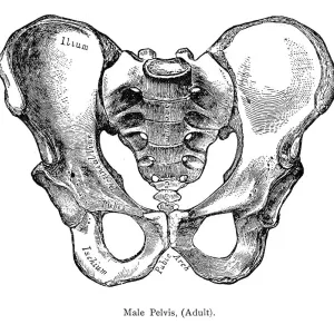Pelvis Masculina Pelvis Masculina