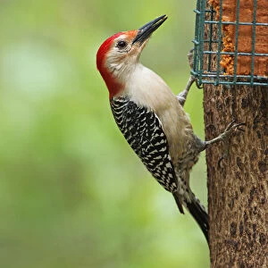 Male red-bellied woodpecker