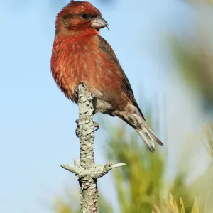Male red crossbill Male red crossbill