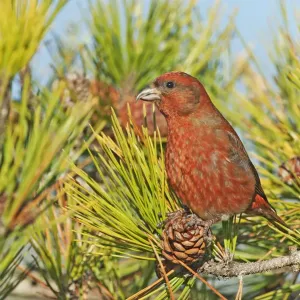 Male red crossbill Male red crossbill