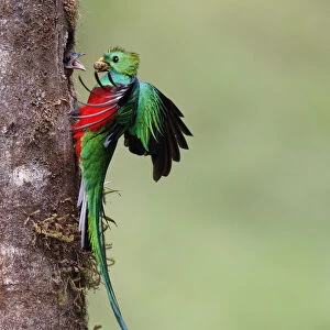 Male Resplendent Quetzal bringing aguacatillo food to nest