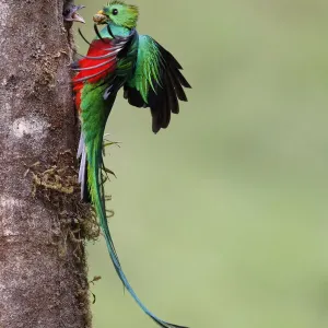 El Quetzal Resplandeciente macho lleva comida de aguacatillo al nido. El Quetzal Resplandeciente macho lleva comida de aguacatillo al nido.