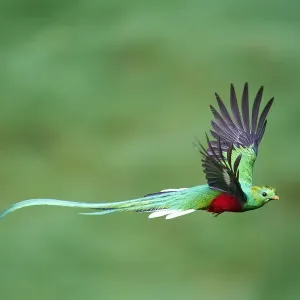 El resplandeciente quetzal macho saliendo del nido. El resplandeciente quetzal macho saliendo del nido.