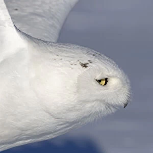male snowy owl taking off to hunt in a Canadian winter
