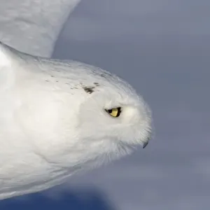 male snowy owl taking off to hunt in a Canadian winter male snowy owl taking off to hunt in a Canadian winter