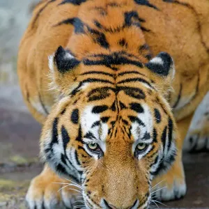 Siberian Tiger Print Siberian Tiger Print