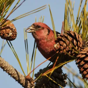 Male white-winged crossbill Male white-winged crossbill