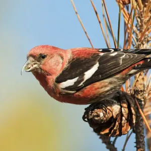Male white-winged crossbill Male white-winged crossbill