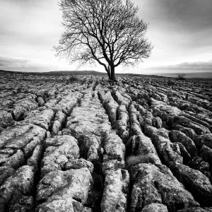 Malham Ash Malham Ash