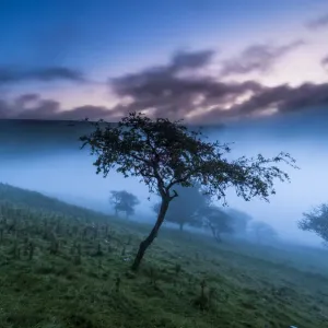 Malham Tree, Yorkshire Dales Malham Tree, Yorkshire Dales