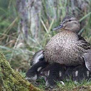 Mallard -Anas platyrhynchos-, female, protecting its ducklings, Lake Muritz area, Mecklenburg Lake District or Mecklenburg Lakeland, Mecklenburg-Western Pomerania, Germany