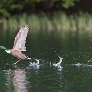 Mallard -Anas platyrhynchos-, male, taking off from a lake, Mecklenburg-Western Pomerania, Germany