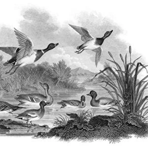 Mallard Ducks engraving 1812