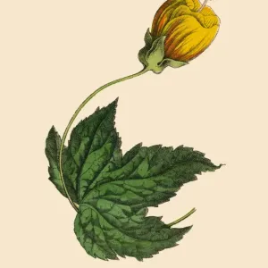 Mallow, Abutilon Plant, Victorian Botanical Illustration