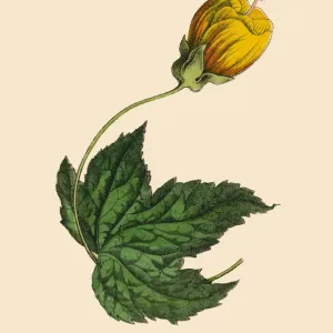 Mallow, Abutilon Plant, Victorian Botanical Illustration Mallow, Abutilon Plant, Victorian Botanical Illustration