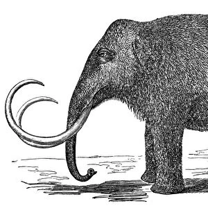 Mammoth (elephas primigenius)