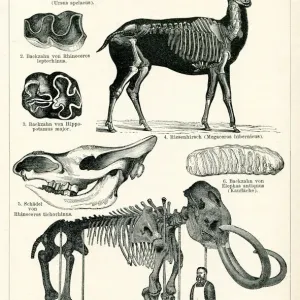 Mammoth and giant deer skeleton in museum 1898 Mammoth and giant deer skeleton in museum 1898