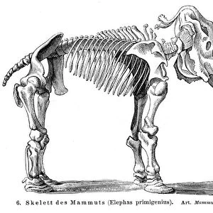 Mammoth skeleton engraving 1895