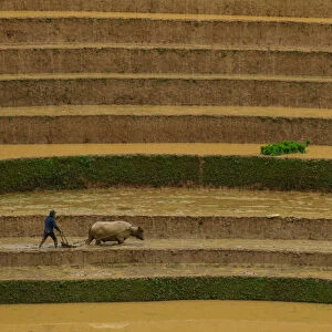 Man with buffalo in rice terrace paddies in North Vietnam