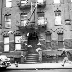 Man Chases Pigeons in 1957 Manhattan
