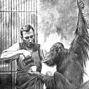 Man feeding an orangutan with milk
