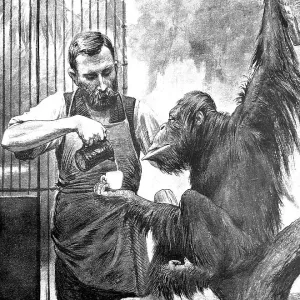 Man feeding an orangutan with milk Man feeding an orangutan with milk
