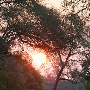 Mana Pools sunset seen through Faidherbia albida woodlands on old river terraces, Lower Zambezi Valley, Zimbabwe