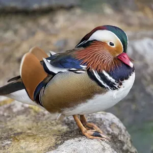 Mandarin Duck Print on Stone Mandarin Duck Print on Stone
