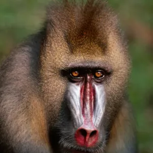 Mandrill Close-Up Print