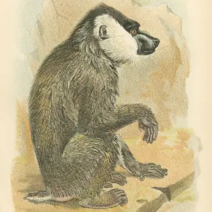 Mandrill primate 1894 Mandrill primate 1894