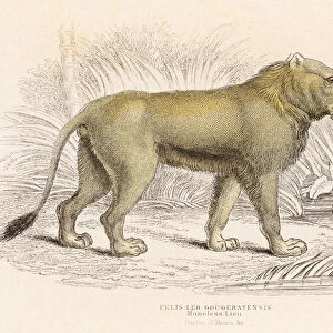 Maneless Lion engraving 1855