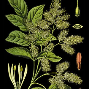 manna ash, South European, flowering ash, ash