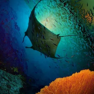 Manta dreams Manta dreams
