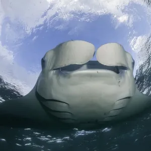 Una mantarraya alimentándose de plancton cerca de la superficie, bahía Hanifaru, atolón Baa, Maldivas. Una mantarraya alimentándose de plancton cerca de la superficie, bahía Hanifaru, atolón Baa, Maldivas.