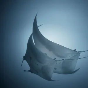 Two mantas dancing