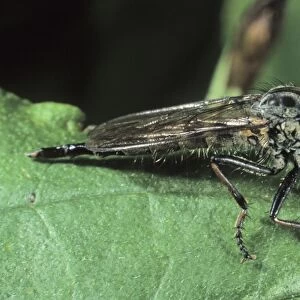 Manx Robber Fly (Machimus sp. )