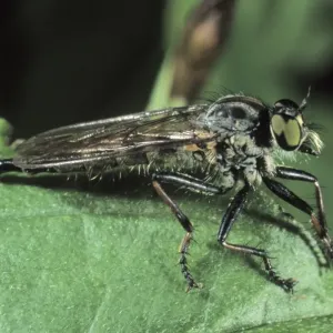 Manx Robber Fly (Machimus sp. ) Manx Robber Fly (Machimus sp. )