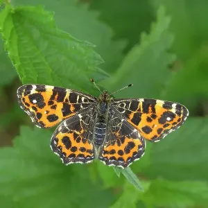 Map butterfly (Araschnia levana), spring generation, sitting on leaf of a meadow plant, North Rhine-Westphalia, Germany Map butterfly (Araschnia levana), spring generation, sitting on leaf of a meadow plant, North Rhine-Westphalia, Germany