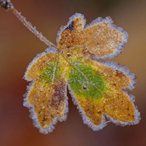 Maple -Acer sp. - leaf with hoarfrost, Afghanistan