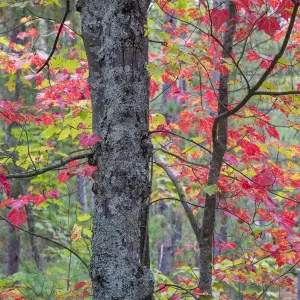 Maple (Acer) tree in autumn forest, Hiawatha National Forest, Upper Peninsula, Michigan, USA Maple (Acer) tree in autumn forest, Hiawatha National Forest, Upper Peninsula, Michigan, USA