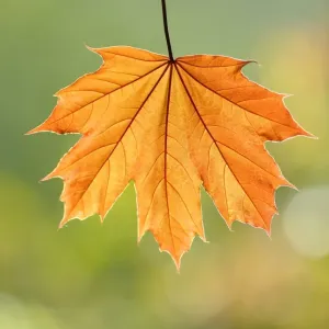 Maple Leaf Print - Autumn's Embrace