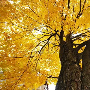 Maple Tree