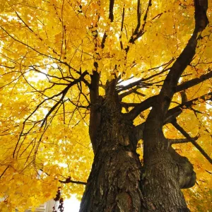 Yellow Maple Tree Fall Print Yellow Maple Tree Fall Print