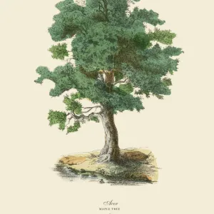 Maple Tree or Acer, Victorian Botanical Illustration