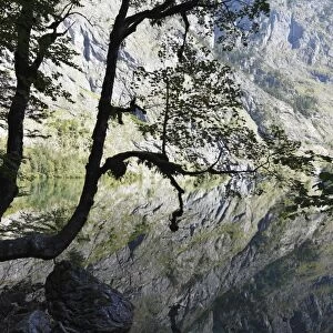 Maple tree on Lake Obersee, Berchtesgaden Alps, Nationalpark Berchtesgaden national park, Berchtesgadener Land, Upper Bavaria, Bavaria, Germany, Europe